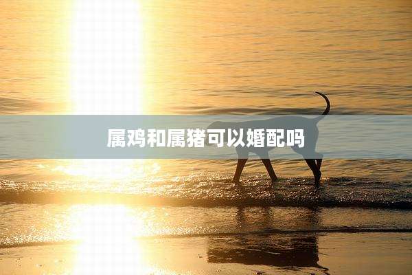 属鸡和属猪可以婚配吗