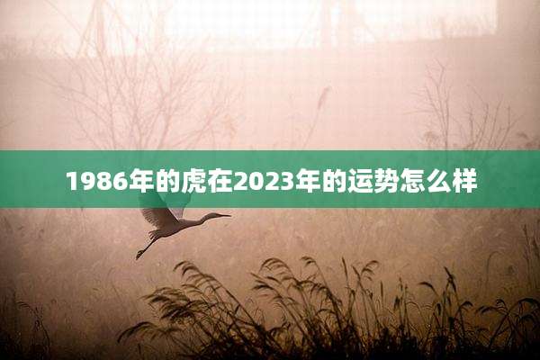 1986年的虎在2023年的运势怎么样