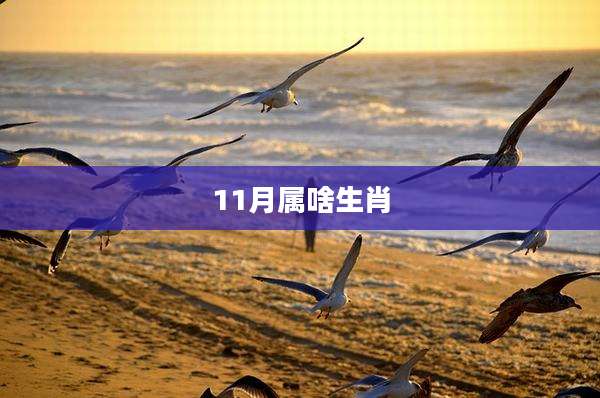 11月属啥生肖