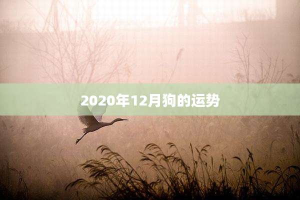 2020年12月狗的运势