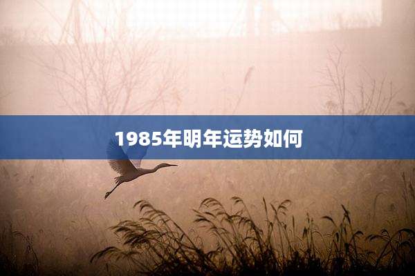 1985年明年运势如何