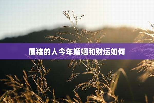 属猪的人今年婚姻和财运如何