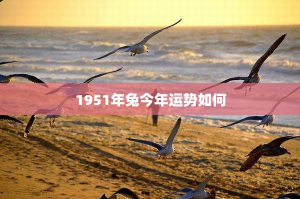 1951年兔今年运势如何