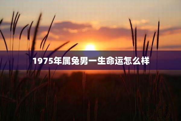 1975年属兔男一生命运怎么样