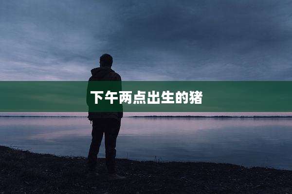 下午两点出生的猪