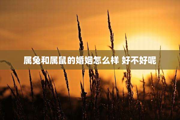 属兔和属鼠的婚姻怎么样 好不好呢