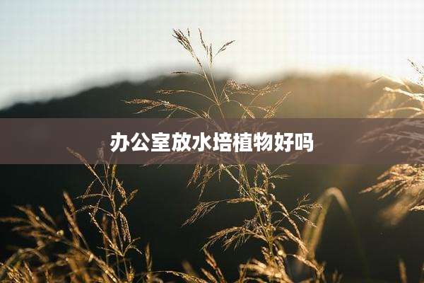 办公室放水培植物好吗