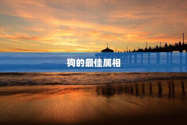 狗的最佳属相