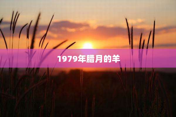 1979年腊月的羊
