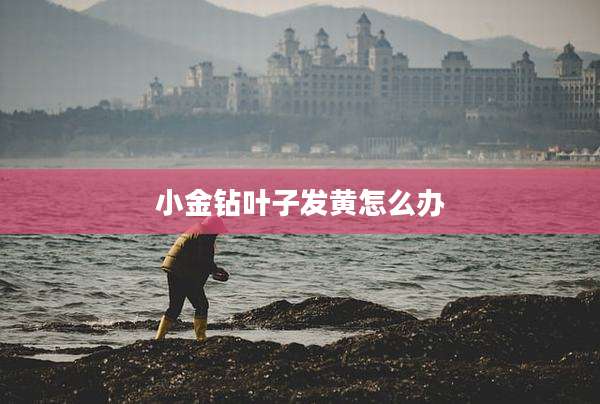 小金钻叶子发黄怎么办