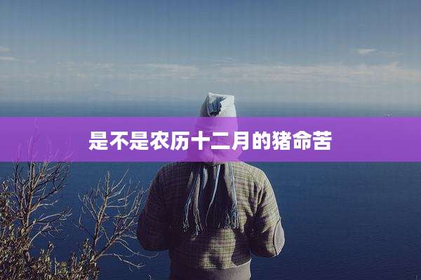 是不是农历十二月的猪命苦