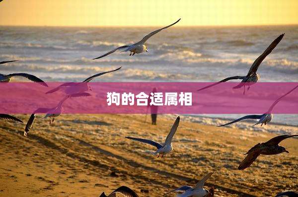 狗的合适属相