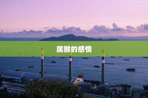 属猴的感情