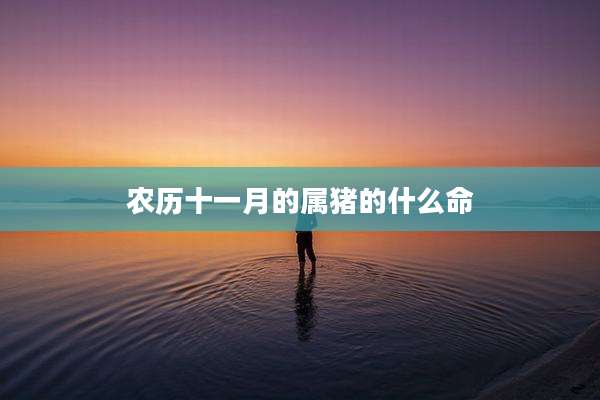 农历十一月的属猪的什么命