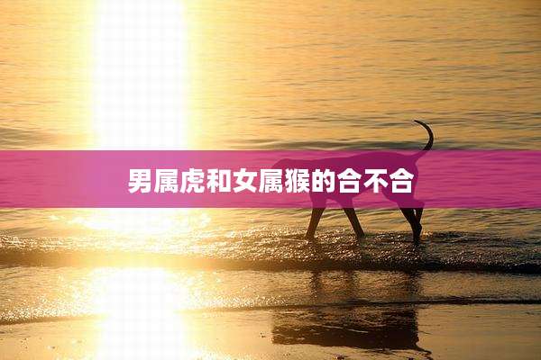 男属虎和女属猴的合不合