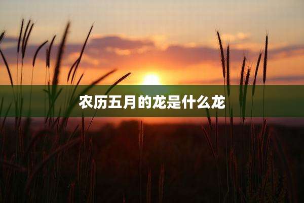 农历五月的龙是什么龙