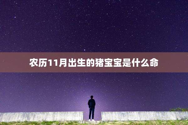 农历11月出生的猪宝宝是什么命