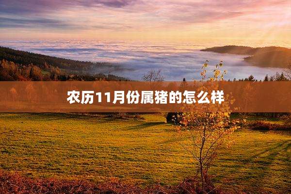农历11月份属猪的怎么样