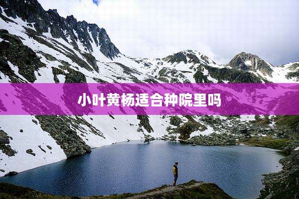 小叶黄杨适合种院里吗