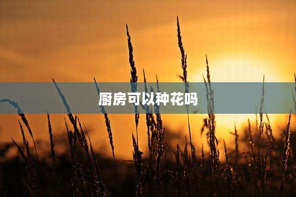 厨房可以种花吗