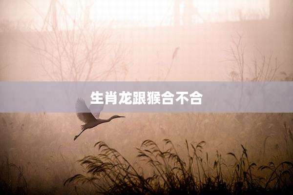 生肖龙跟猴合不合