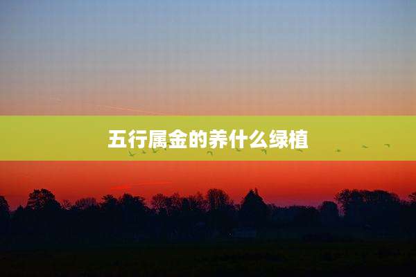 五行属金的养什么绿植