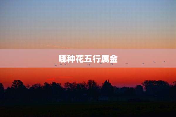 哪种花五行属金