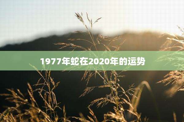 1977年蛇在2020年的运势