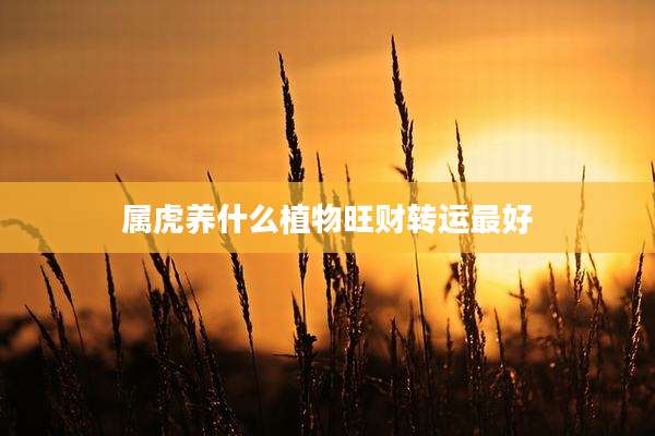 属虎养什么植物旺财转运最好