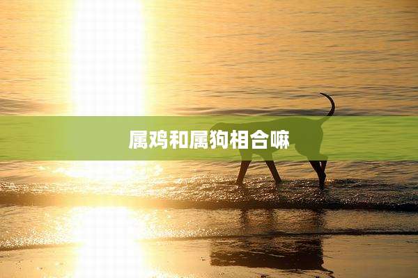 属鸡和属狗相合嘛