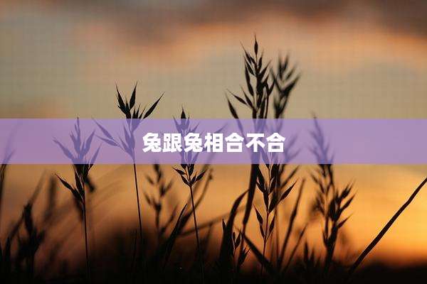 兔跟兔相合不合
