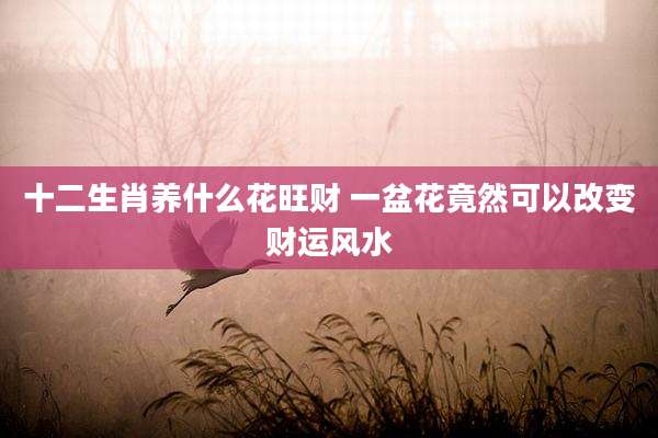 十二生肖养什么花旺财 一盆花竟然可以改变财运风水