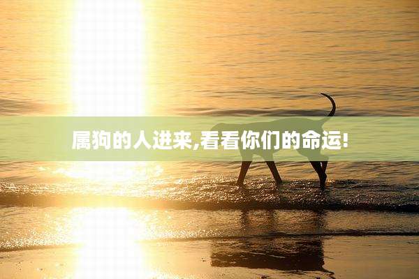 属狗的人进来,看看你们的命运!