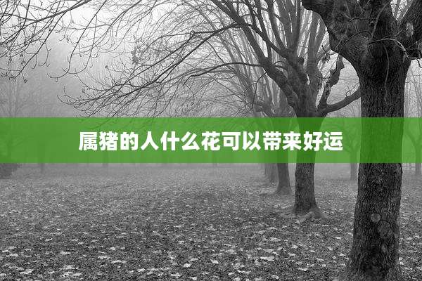 属猪的人什么花可以带来好运