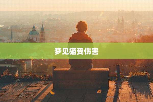 梦见猫受伤害