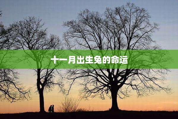 十一月出生兔的命运