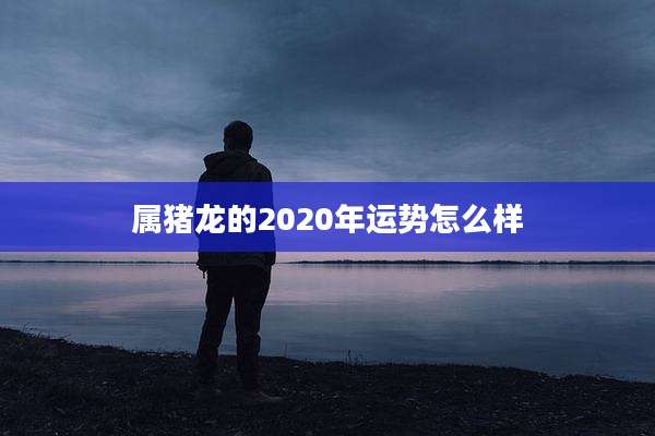 属猪龙的2020年运势怎么样