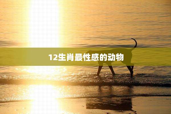 12生肖最性感的动物