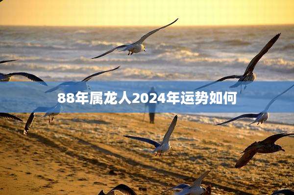 88年属龙人2024年运势如何