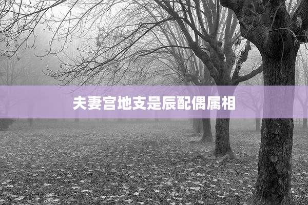 夫妻宫地支是辰配偶属相