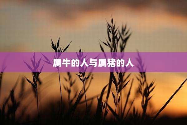 属牛的人与属猪的人