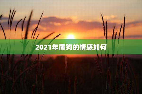 2021年属狗的情感如何