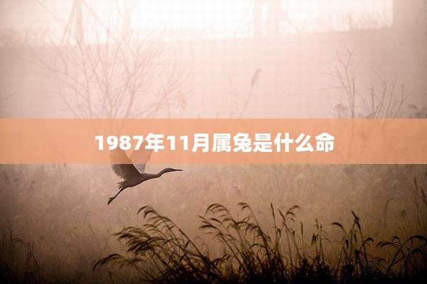 1987年11月属兔是什么命