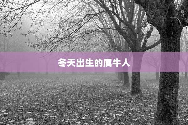 冬天出生的属牛人