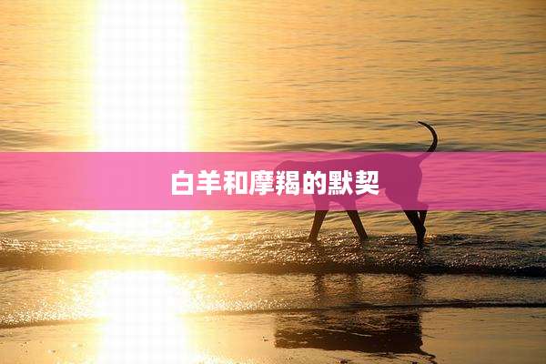 白羊和摩羯的默契