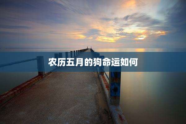 农历五月的狗命运如何