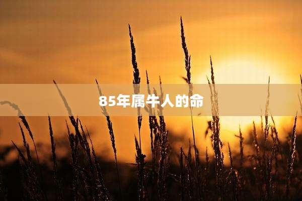 85年属牛人的命