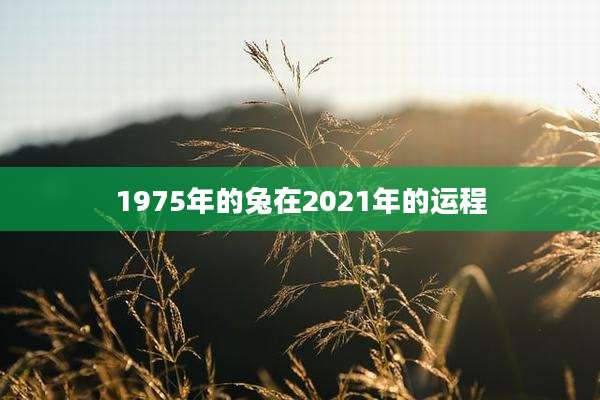 1975年的兔在2021年的运程