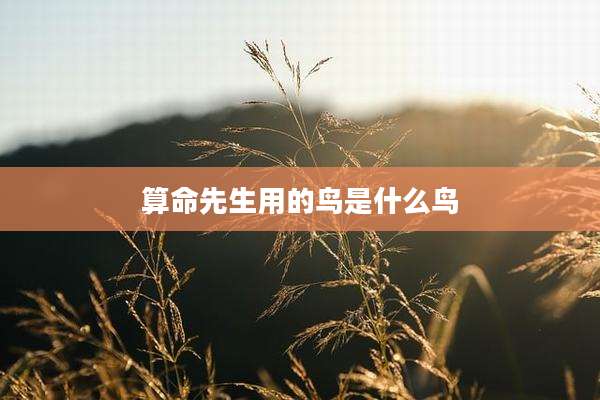 算命先生用的鸟是什么鸟