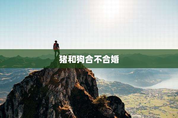 猪和狗合不合婚
